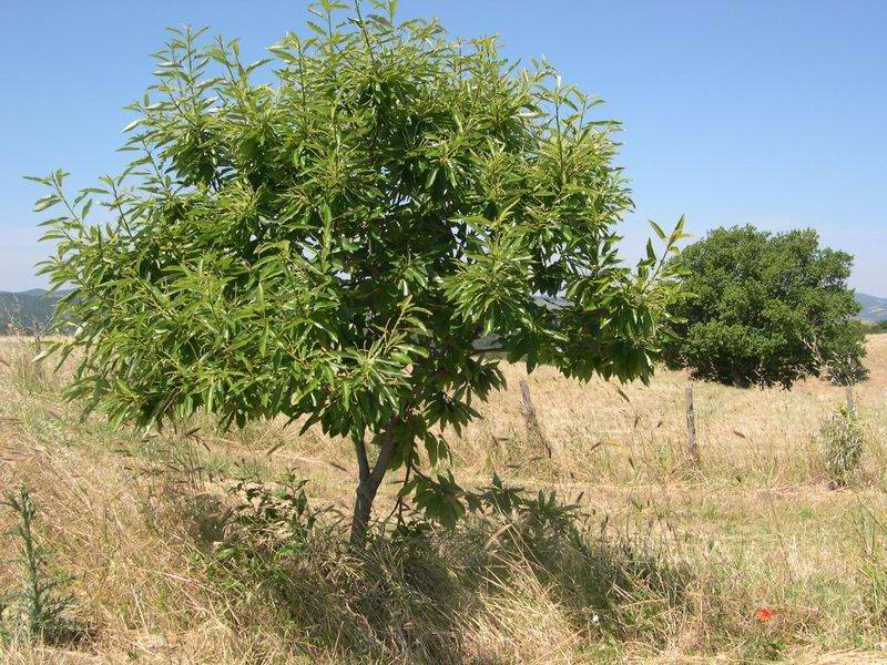 Castanea sativa / Castagno comune