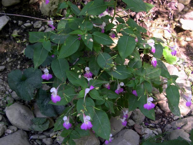 Impatiens balfourii / Balsamina di Baulfor