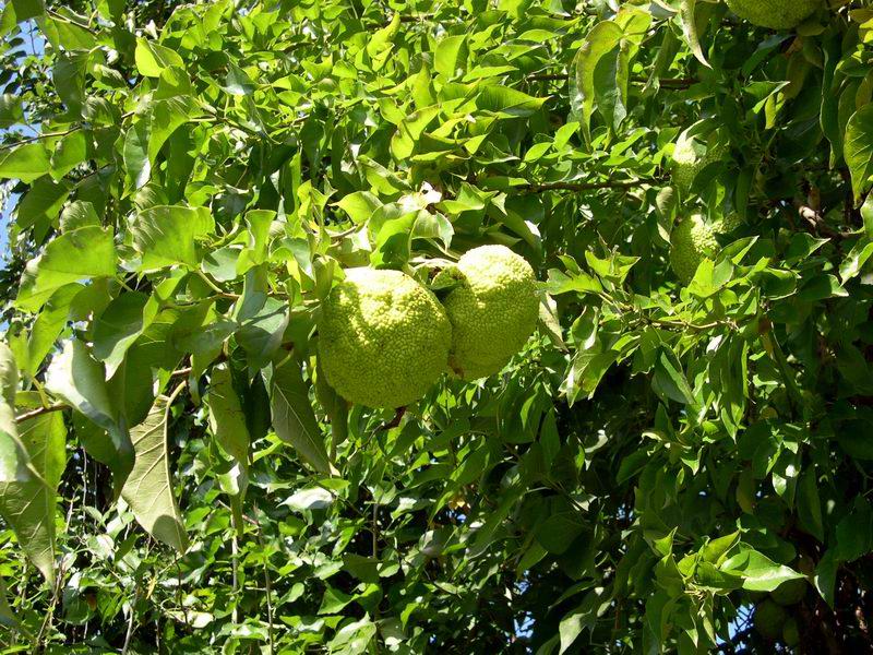Maclura pomifera / Maclura