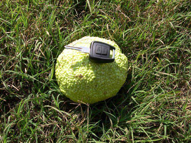 Maclura pomifera / Maclura