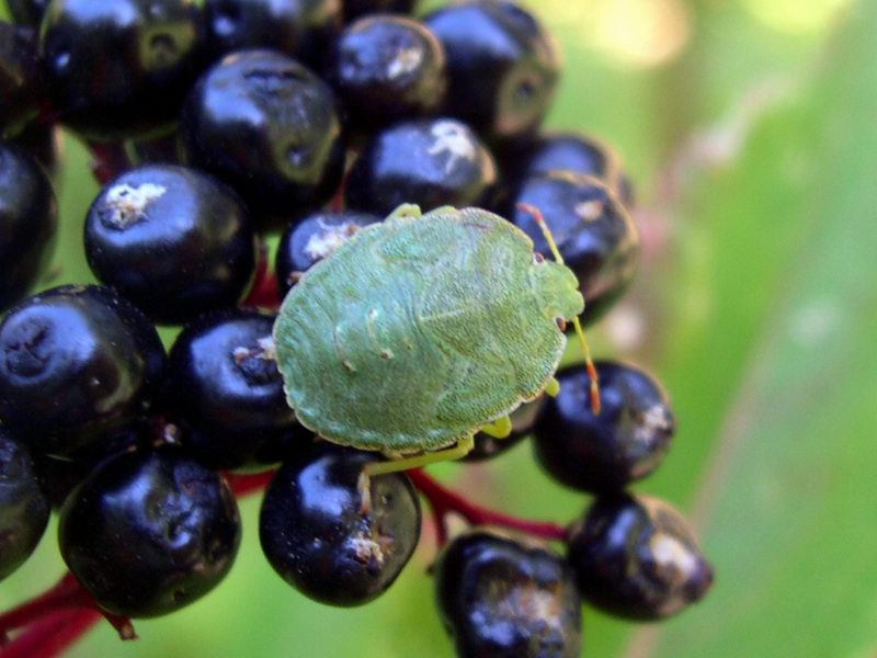 Palomena viridissima