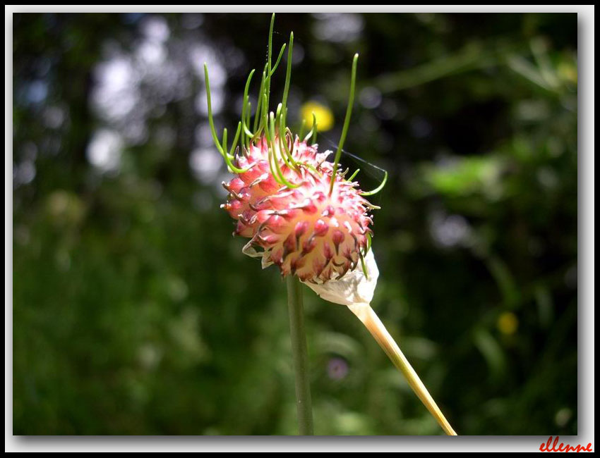 Allium vineale / Aglio delle vigne