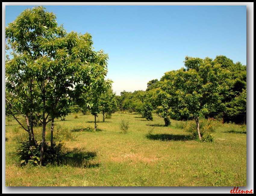 Castanea sativa / Castagno comune