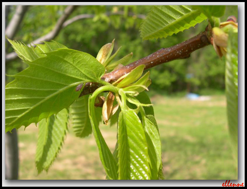 Castanea sativa / Castagno comune