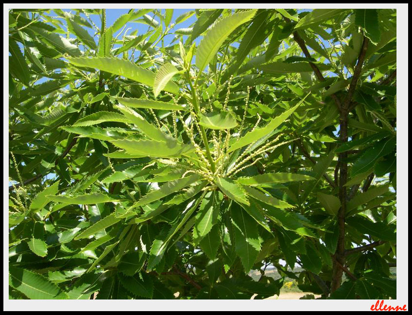 Castanea sativa / Castagno comune