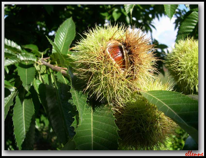 Castanea sativa / Castagno comune
