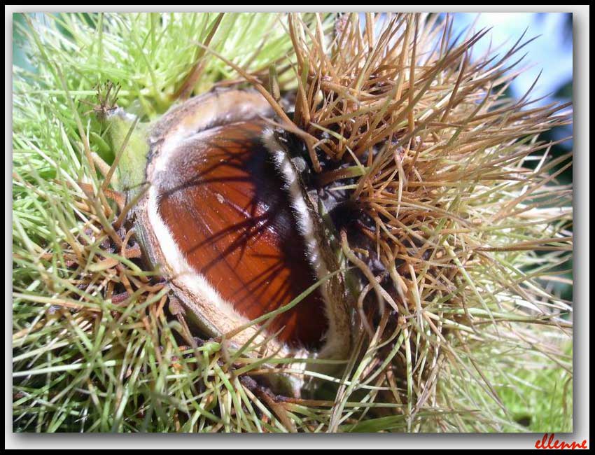 Castanea sativa / Castagno comune
