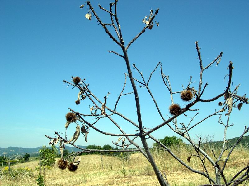 Castanea sativa / Castagno comune