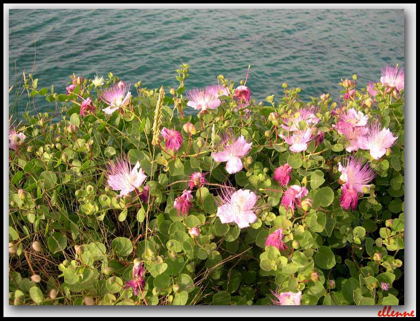 Capparis spinosa / Cappero comune