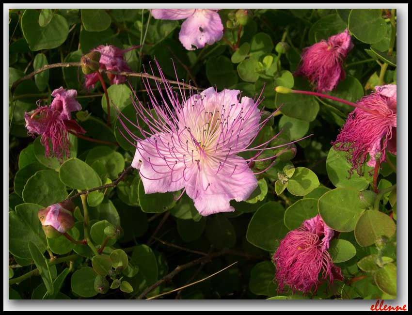 Capparis spinosa / Cappero comune