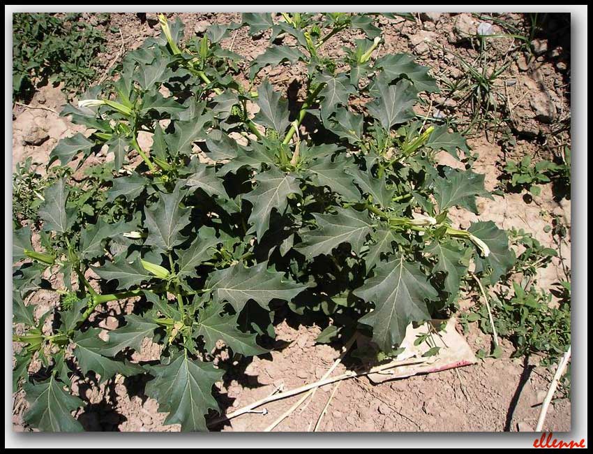 Datura stramonium / Stramonio comune