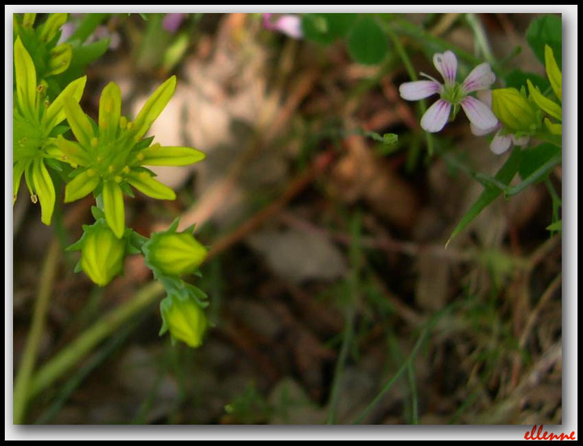 Petrorhagia saxifraga / Garofanina spaccasassi