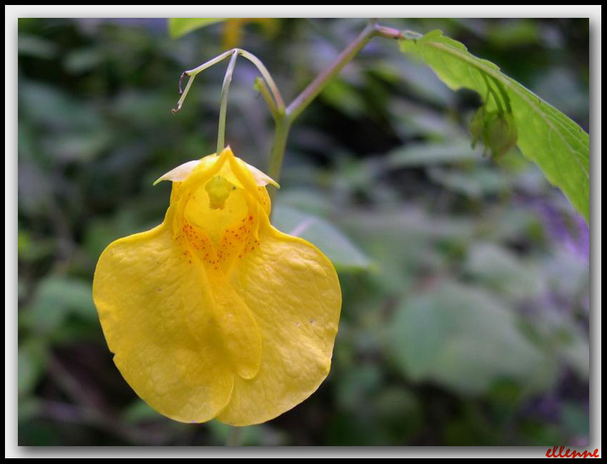 Impatiens pallida