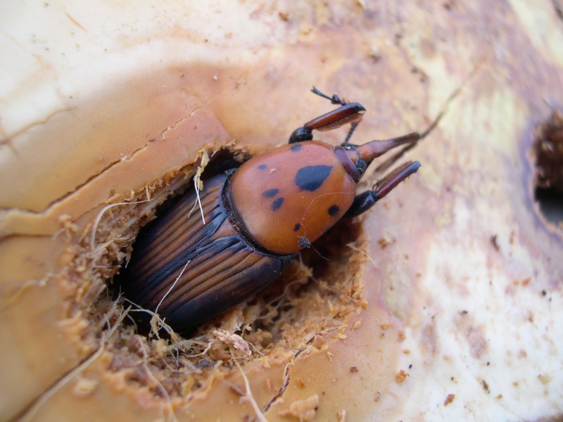 Con l''entusiasmo dell''esordiente...Rhynchophorus ferrugineus