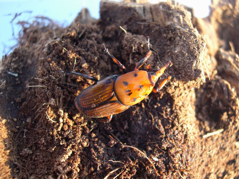 Con l''entusiasmo dell''esordiente...Rhynchophorus ferrugineus