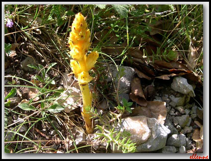 Orobanche lutea / Succiamele prataiolo