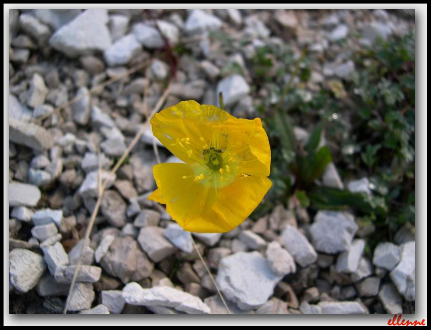 Papaver alpinum / Papavero alpino