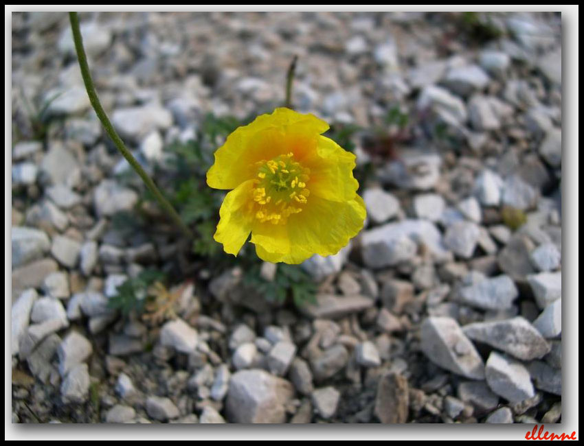 Papaver alpinum / Papavero alpino