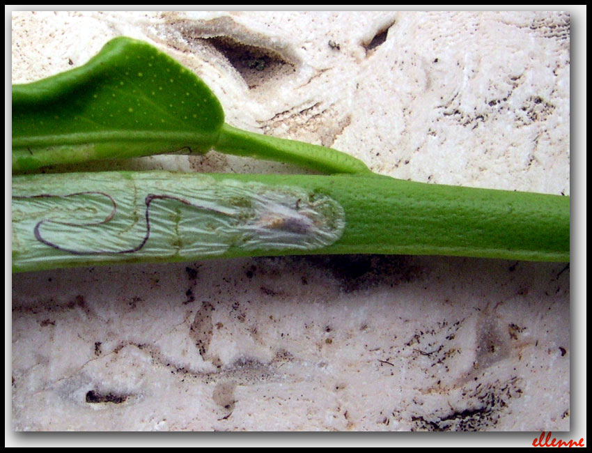 Phyllocnistis citrella... un micro-micro lepidottero