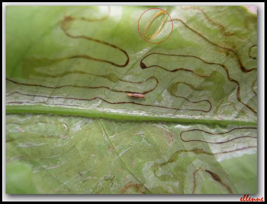 Phyllocnistis citrella... un micro-micro lepidottero