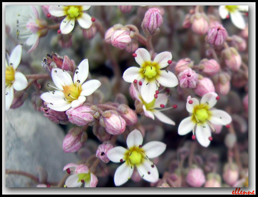 Sedum dasyphyllum / Borracina cinerea