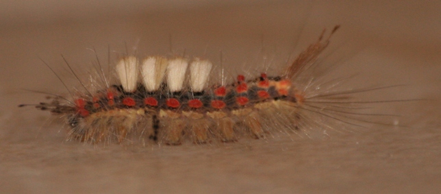 Larva di Orgyia antiqua