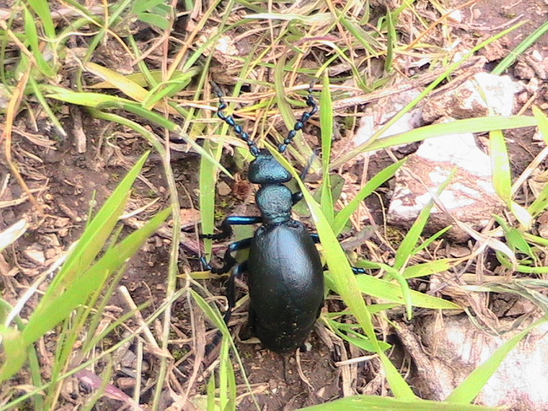 Meloe violaceus - una vita pericolosa