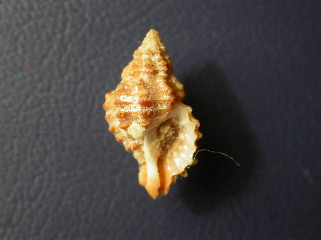 Muricopsis cristata