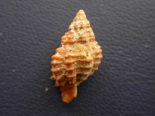 Muricopsis cristata