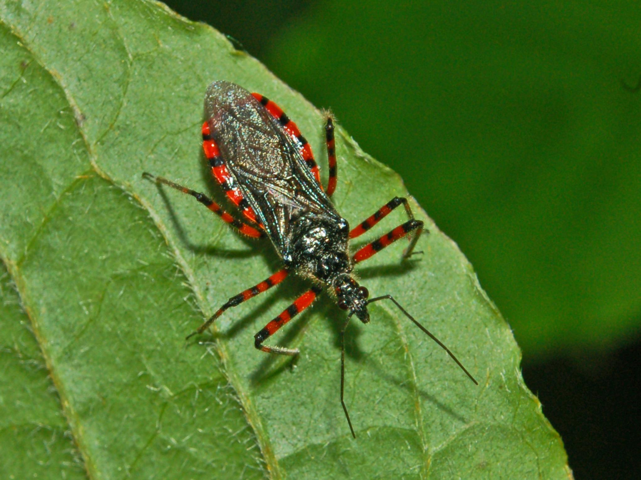 Rhynocoris e Sphedanolestes italiani (Het., Reduviidae)