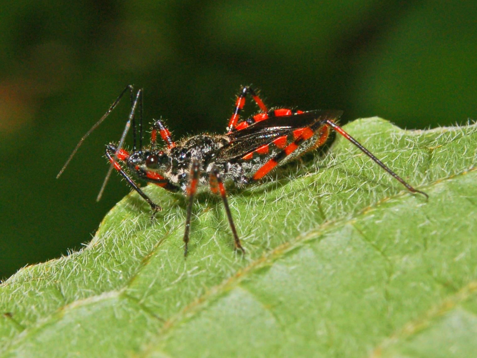 Rhynocoris e Sphedanolestes italiani (Het., Reduviidae)