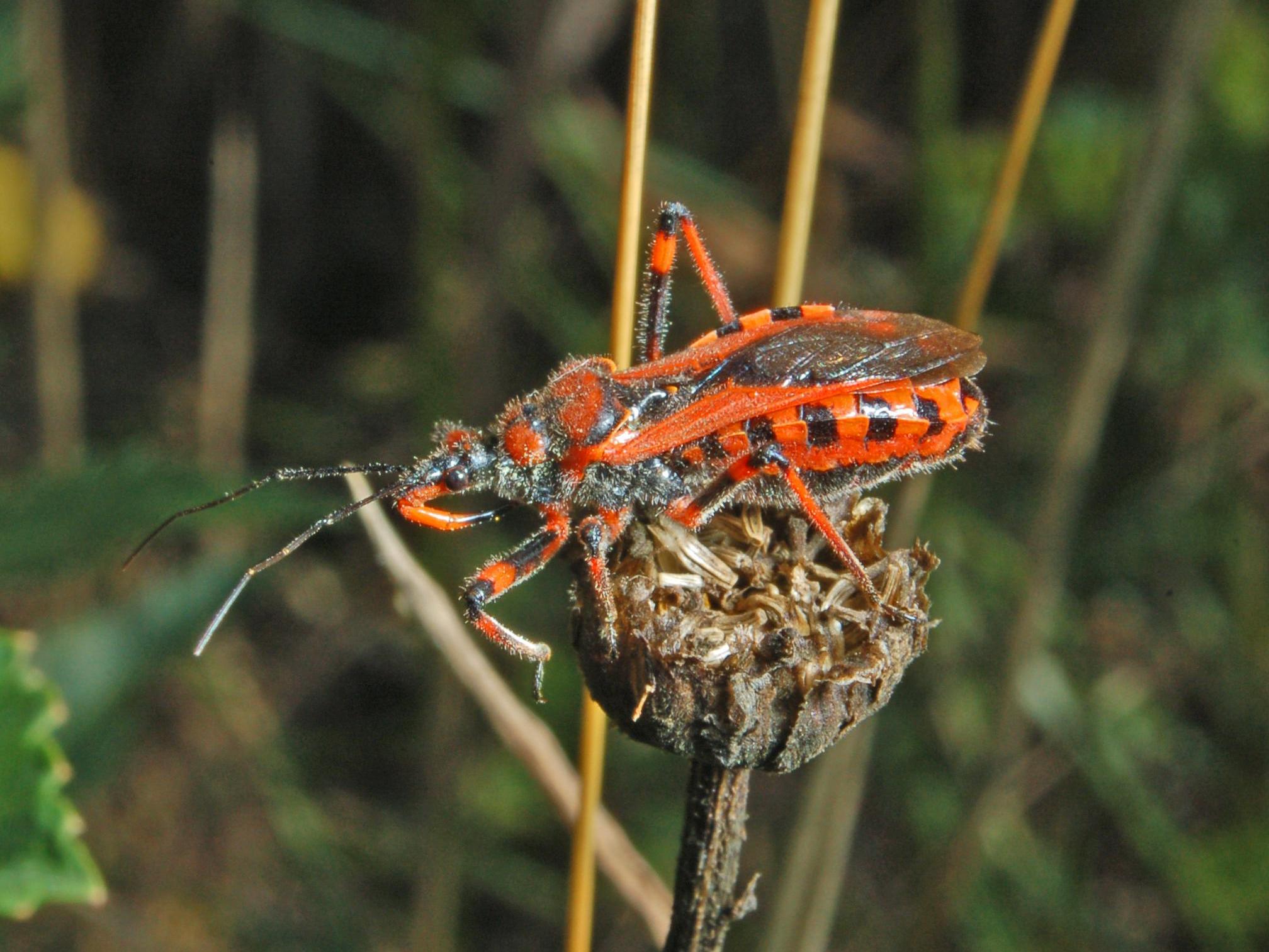 Rhynocoris e Sphedanolestes italiani (Het., Reduviidae)