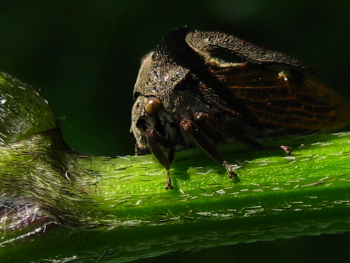 Centrotus cornutus