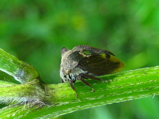 Centrotus cornutus