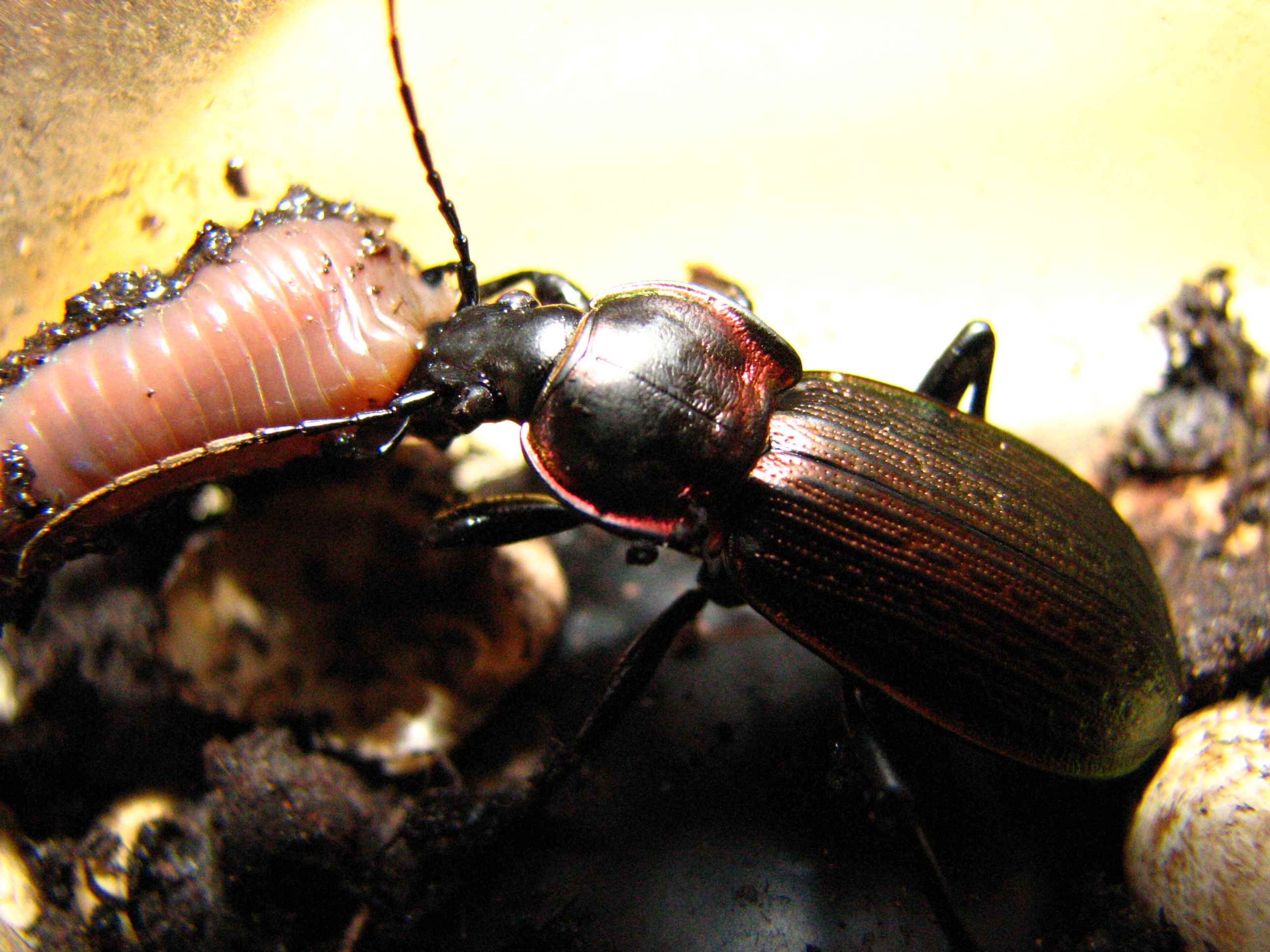 Carabus morbillosus alternans (Coleoptera, Carabidae)