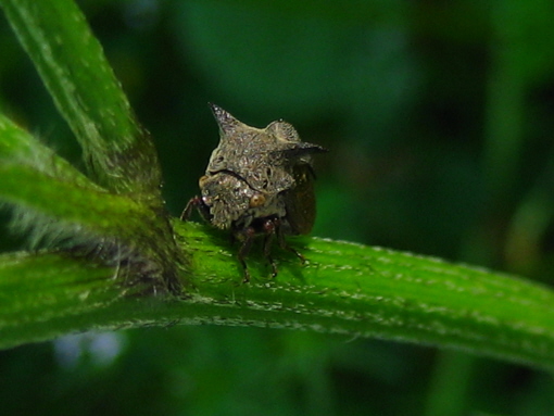 Centrotus cornutus