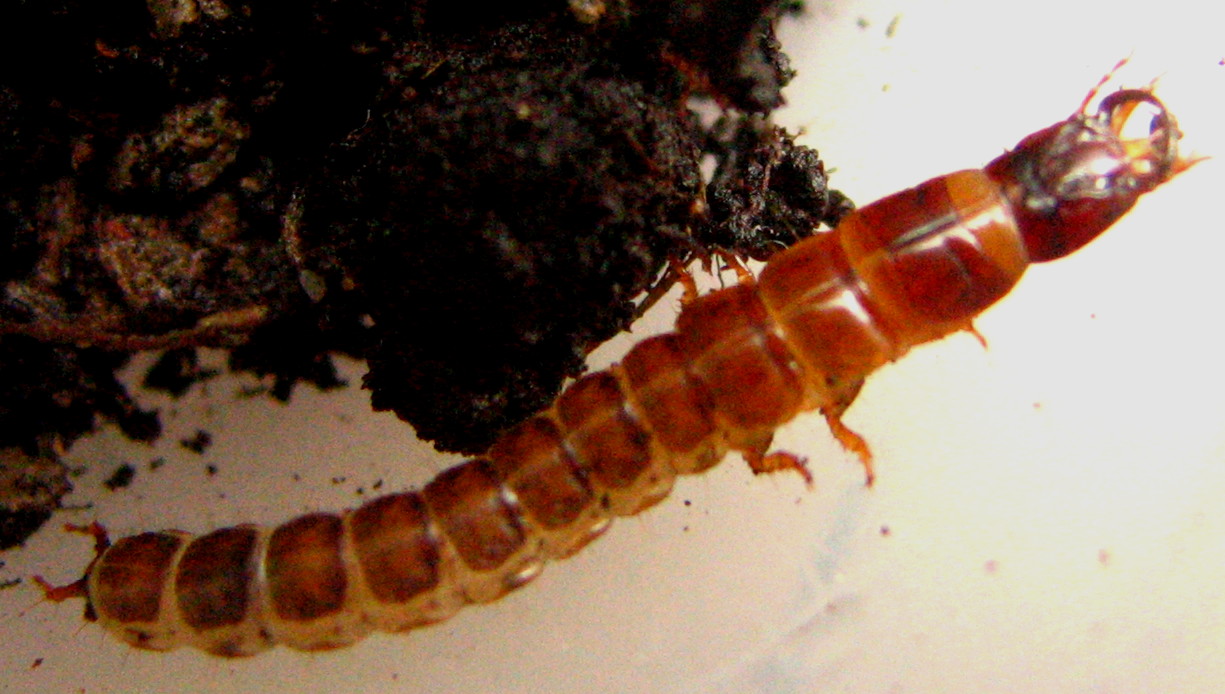 larva di Carabidae Pterostichinae