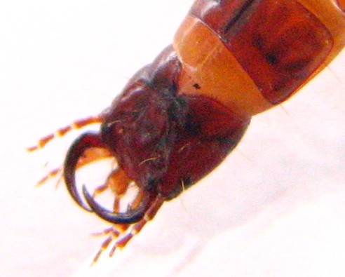 larva di Carabidae Pterostichinae
