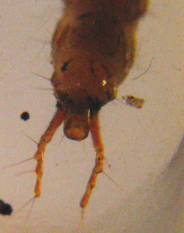 larva di Carabidae Pterostichinae