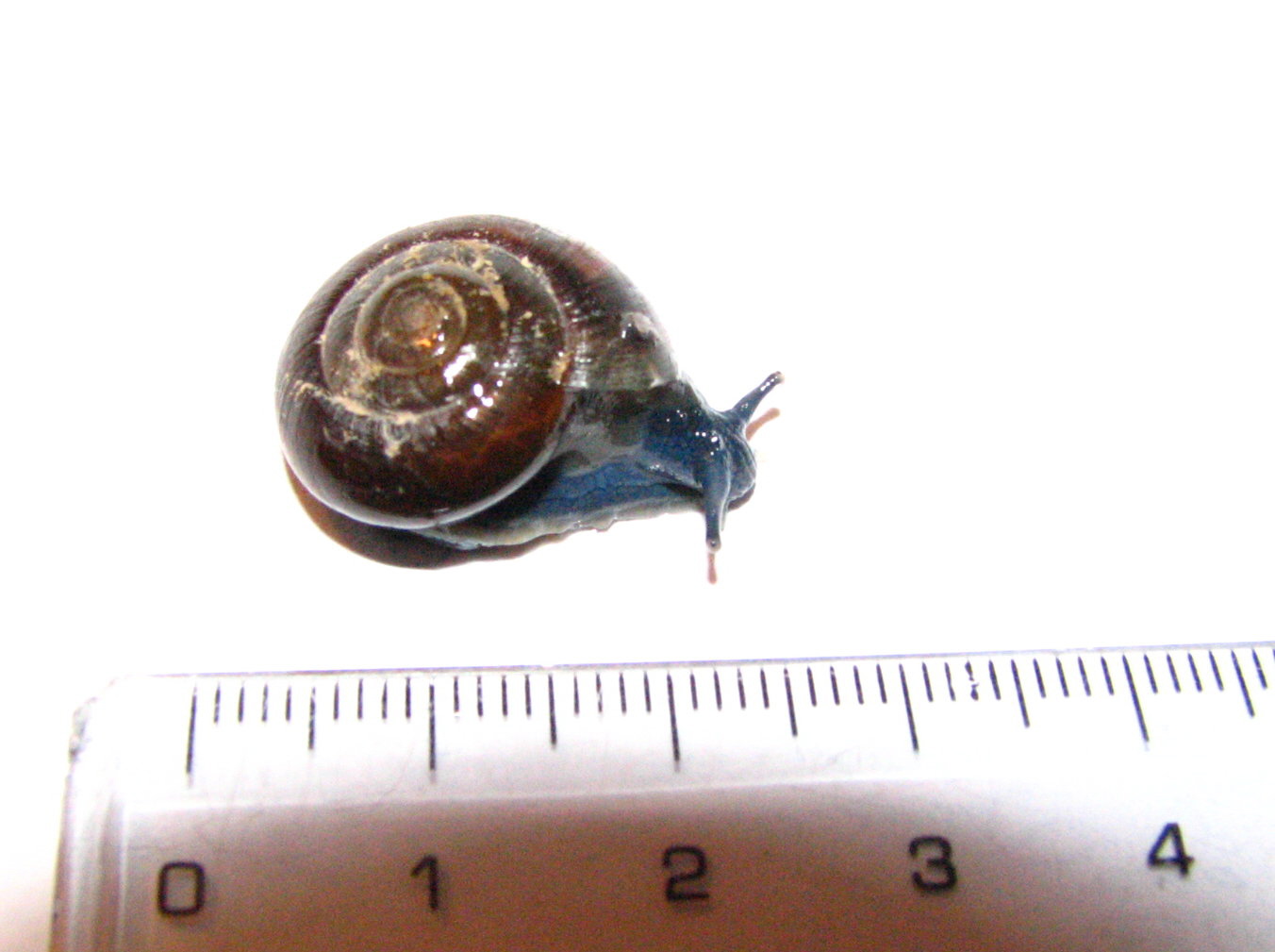 sotto una pietra