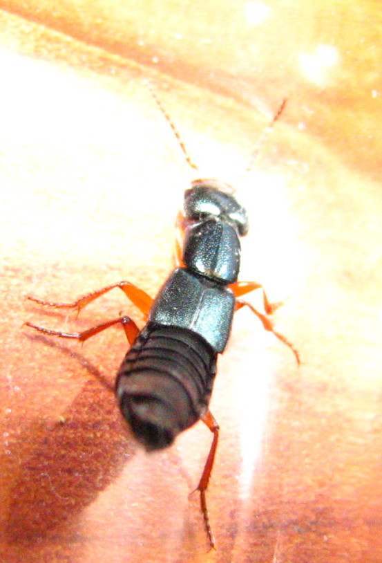 staphylinidae: Tasgius falcifer aliquoi