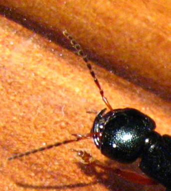 staphylinidae: Tasgius falcifer aliquoi