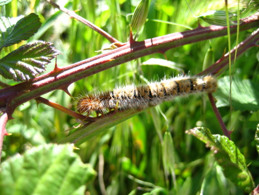 Lasiocampa quercus