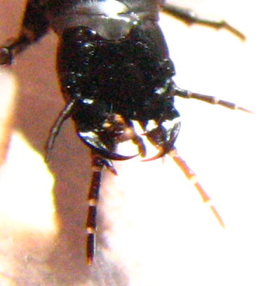 larva di Carabus morbillosus