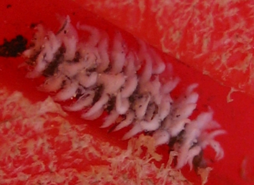 Larva di Cryptolaemus montrouzieri