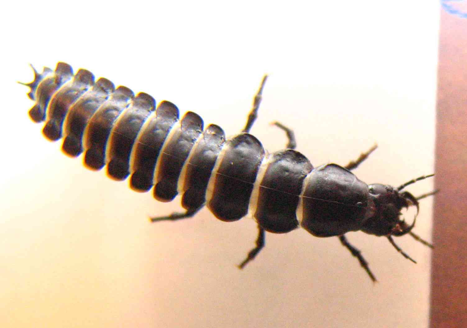 larva di Carabus morbillosus