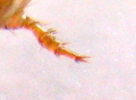 larva di Carabidae Pterostichinae