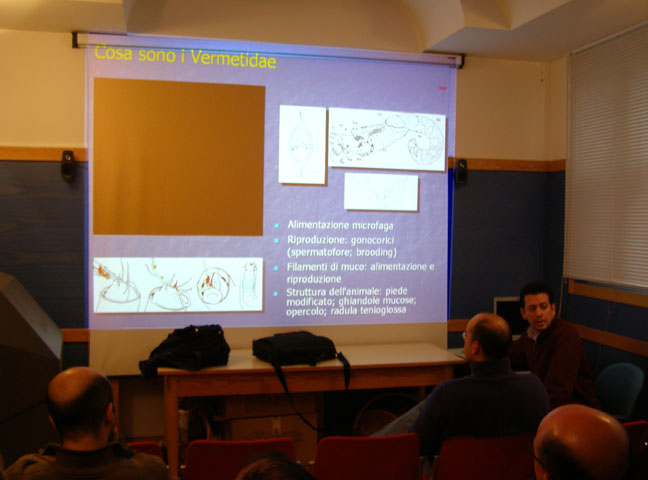 Gruppo Malacologico  Siculo Calabro