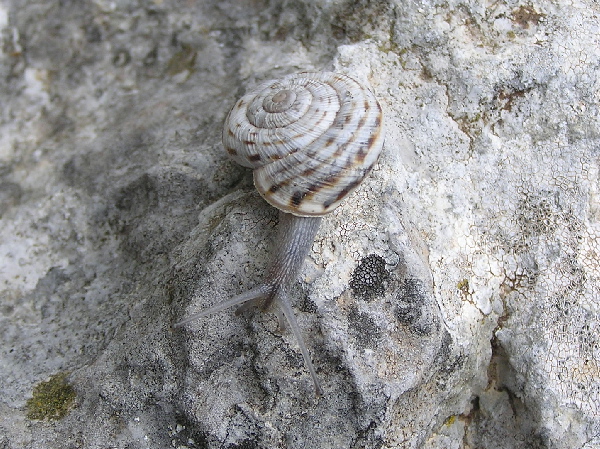 Marmorana (Ambigua) fuscolabiata    di Sicilia