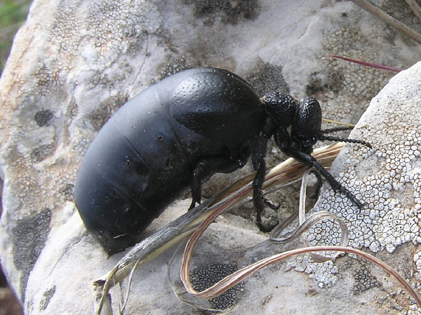 Il pasto della Meloe tuccius:foto e filmati  (Col. Meloidae)